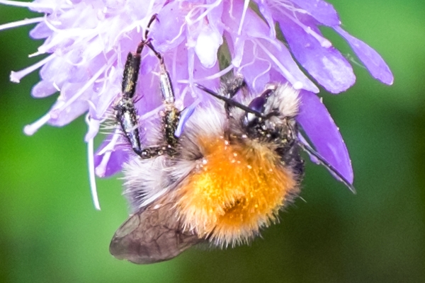 Ackerhummel