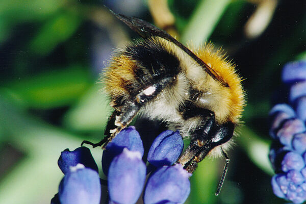 Ackerhummel