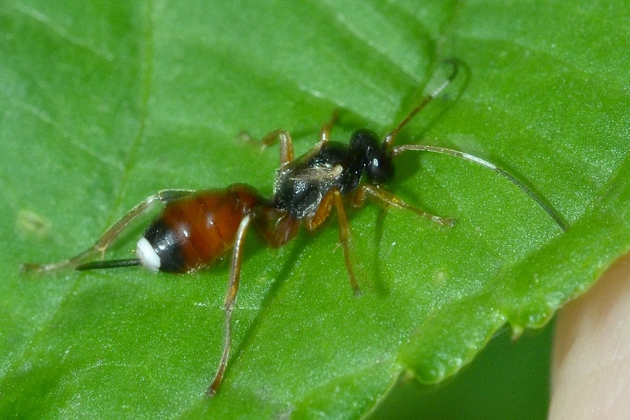 Agrothereutes abbreviatus