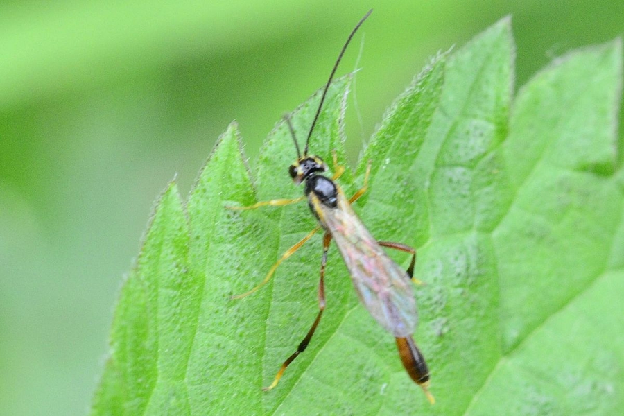 Agrypon flaveolatum