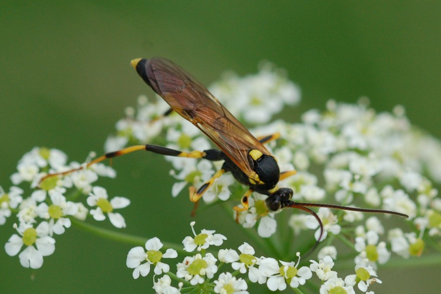 Gelbe Schlupfwespe