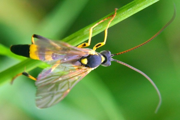 Gelbe Schlupfwespe