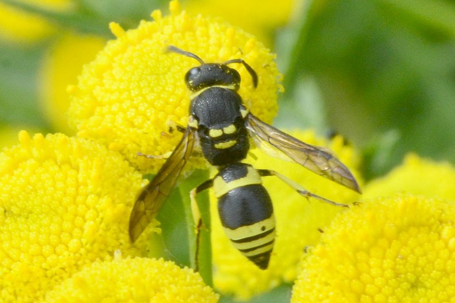 Ancistrocerus gazella