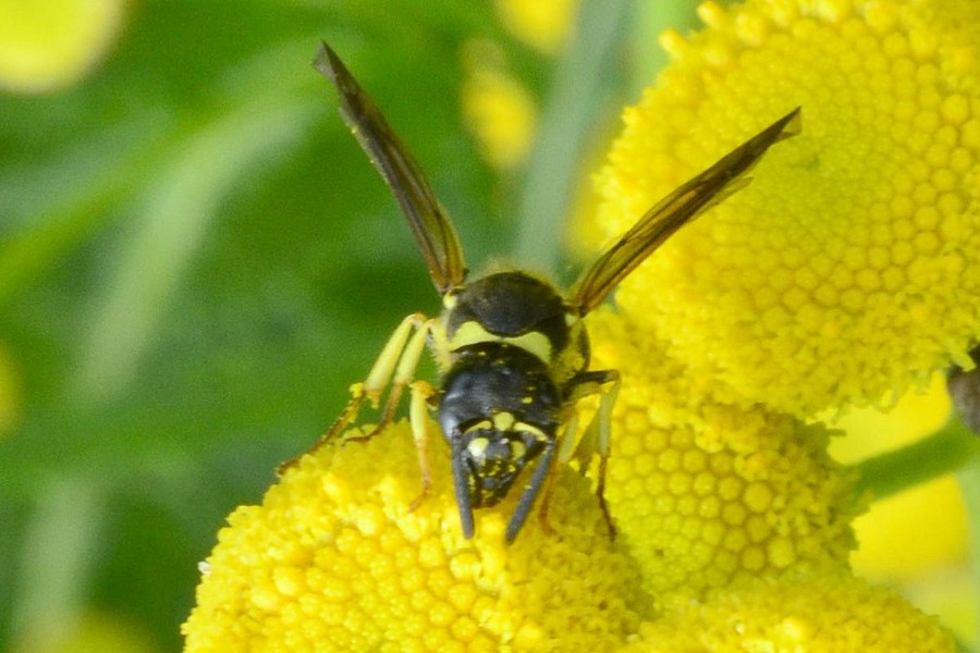 Ancistrocerus gazella