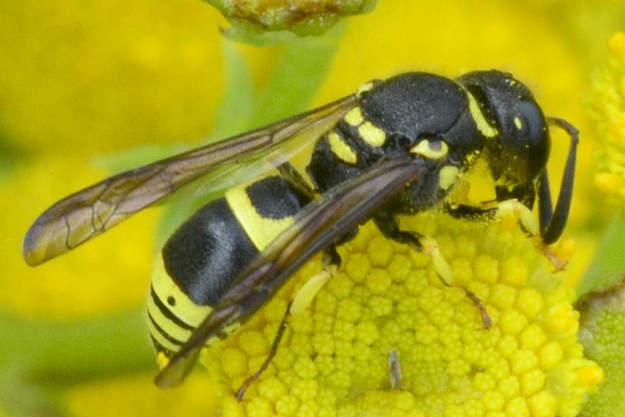 Ancistrocerus gazella