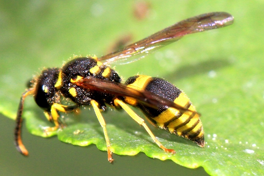 Ancistrocerus nigricornis