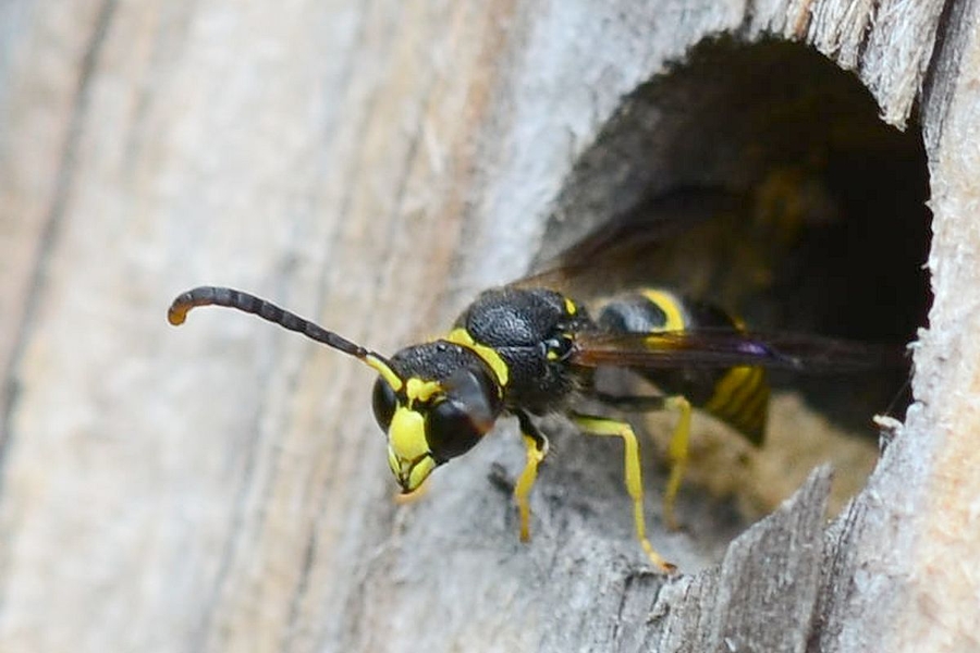 Ancistrocerus parietum