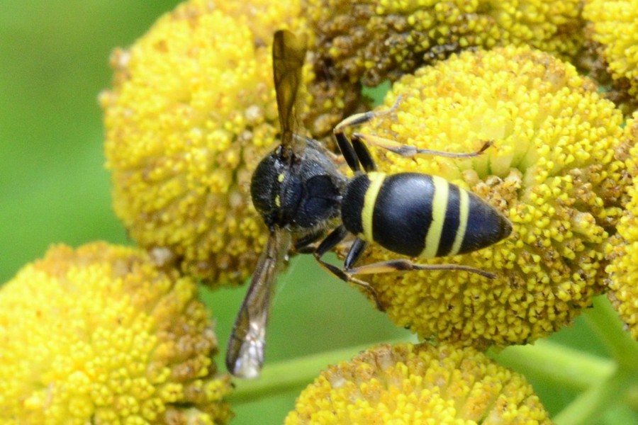 Ancistrocerus trifasciatus