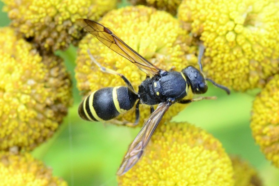 Ancistrocerus trifasciatus