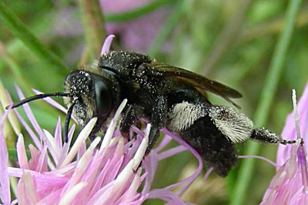 Andrena pilipes