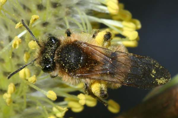 Andrena praecox