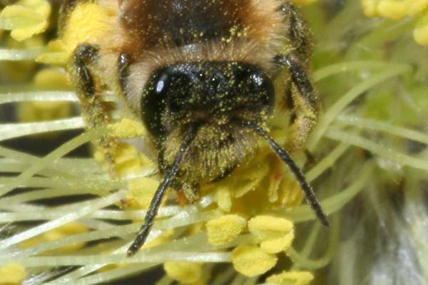 Andrena praecox