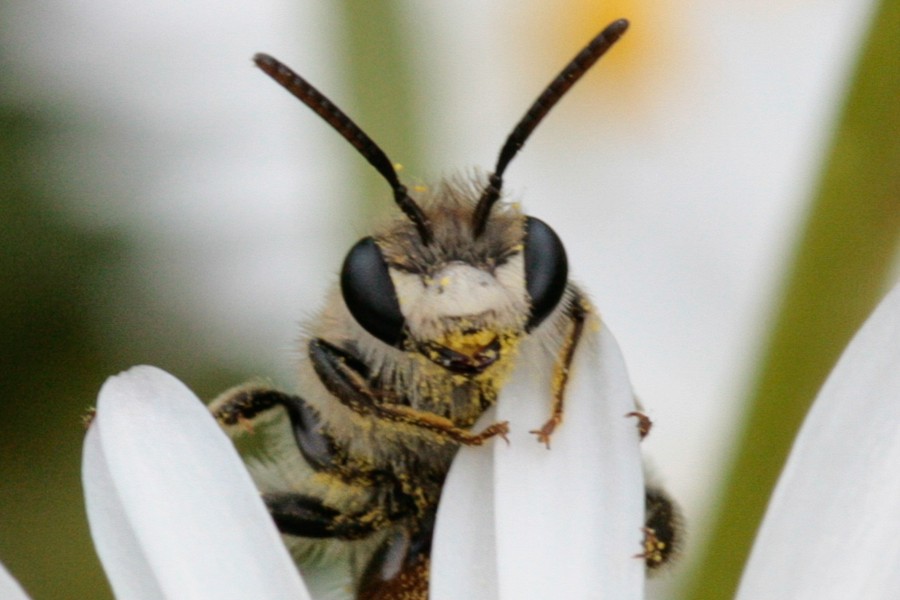 Andrena labiata