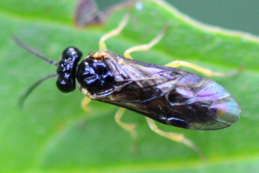 Aneugmenus coronatus