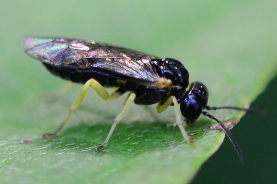 Aneugmenus coronatus