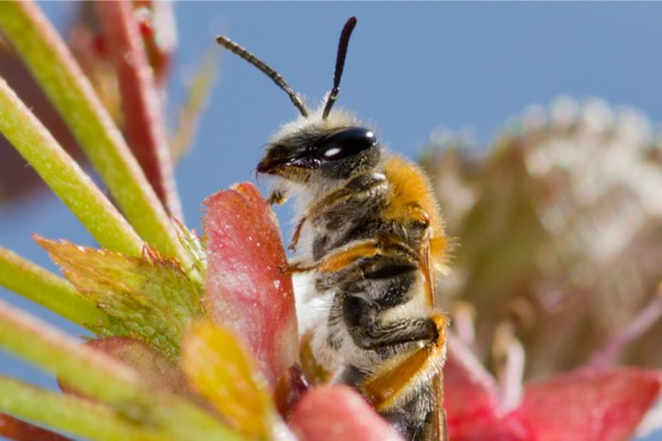 Andrena gravida