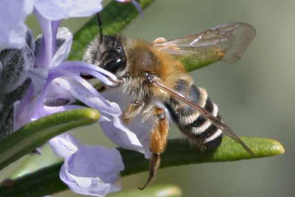 Andrena gravida