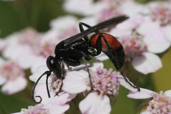 Anoplius infuscatus