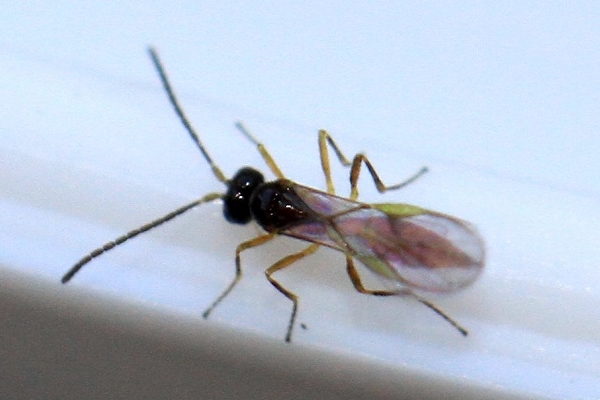 Aphidius colemani