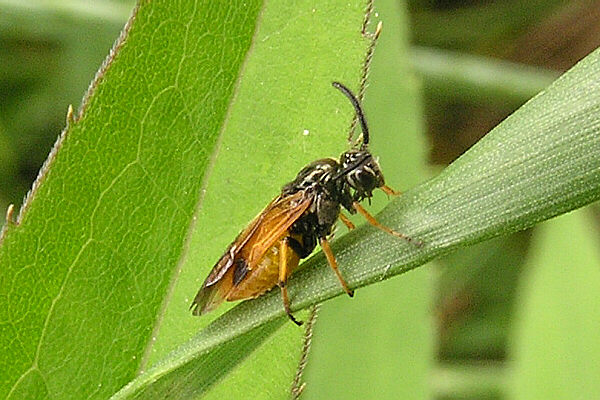 Arge cyanocrocea