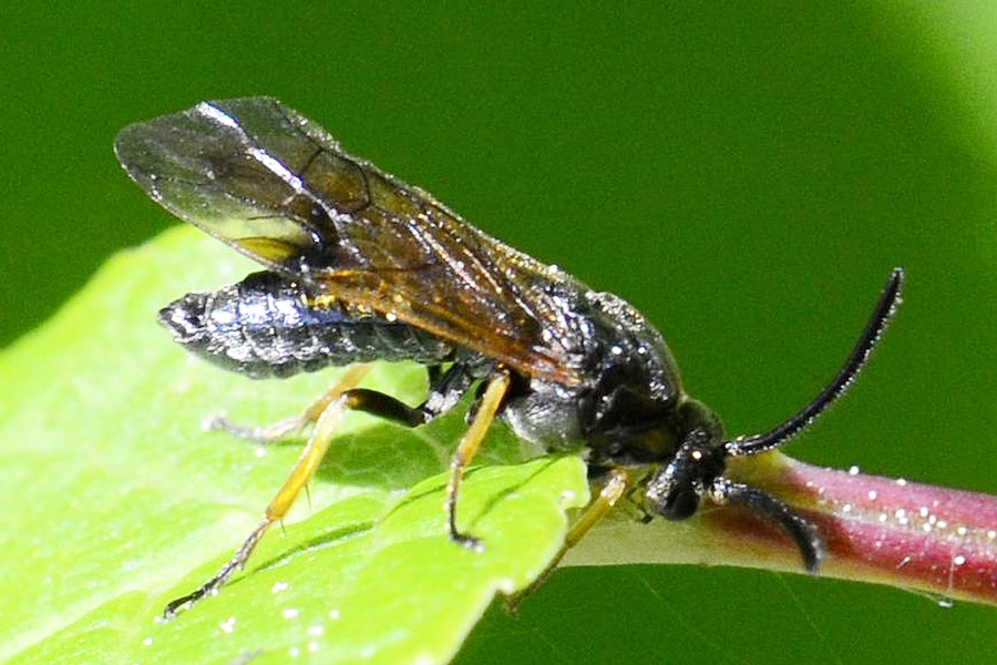 Arge ustulata