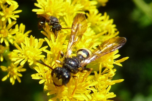 Bienenjagende Knotenwespe