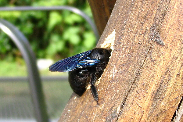 Blaue Holzbiene