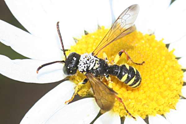 Cerceris quinquefasciata