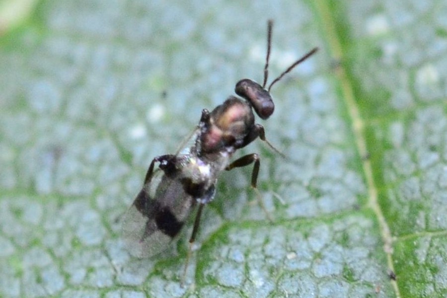 Cheiropachus quadrum