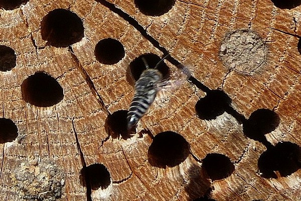 Coelioxys echinata