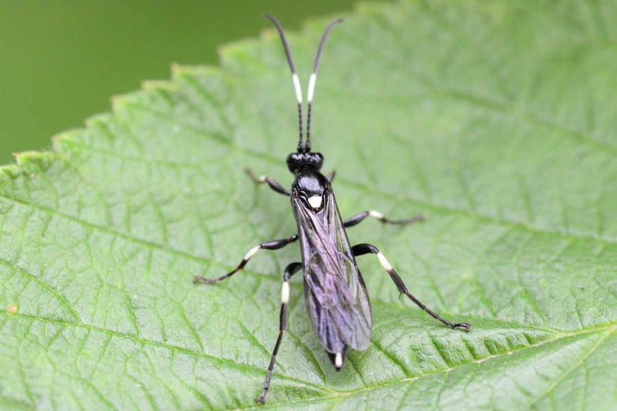 Coelichneumon deliratorius