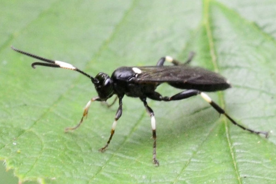 Coelichneumon deliratorius