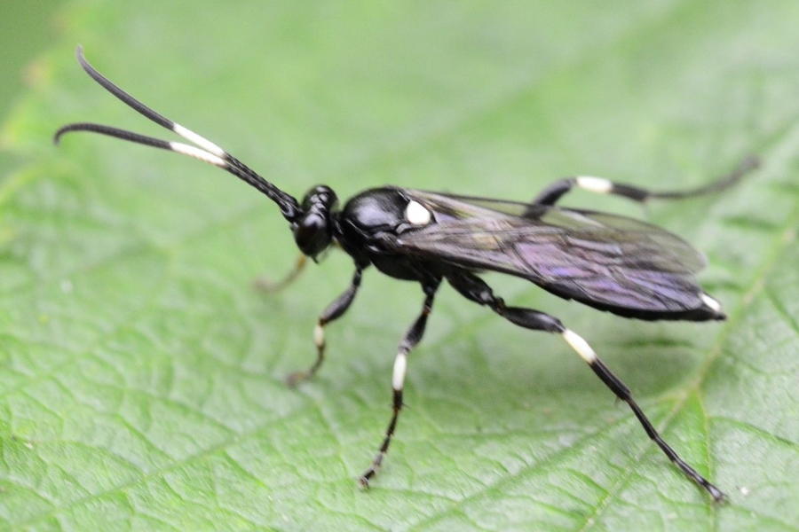 Coelichneumon deliratorius