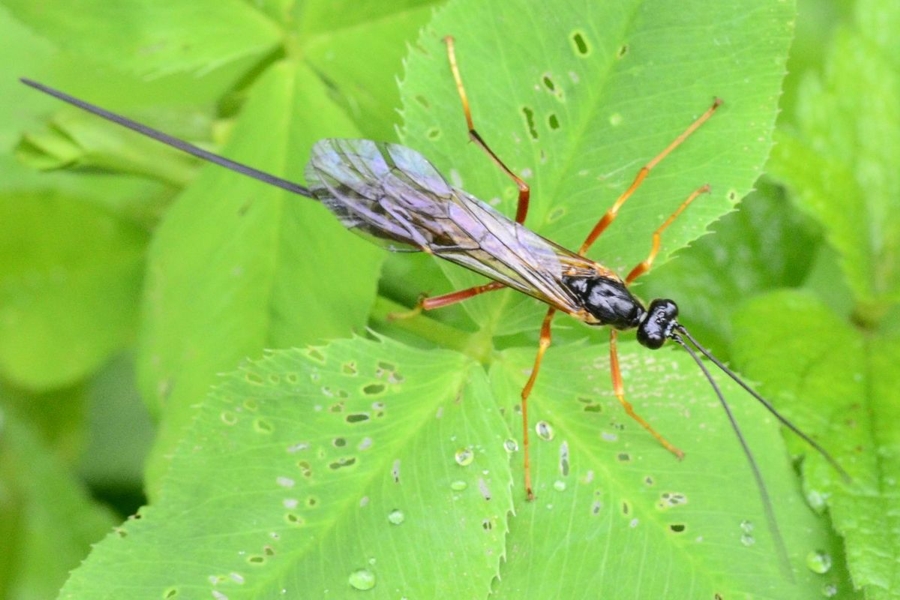 Coleocentrus excitator