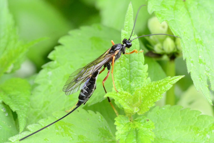 Coleocentrus excitator