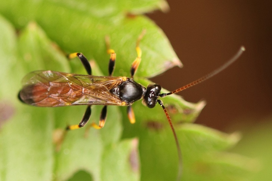 Cosmoconus elongator