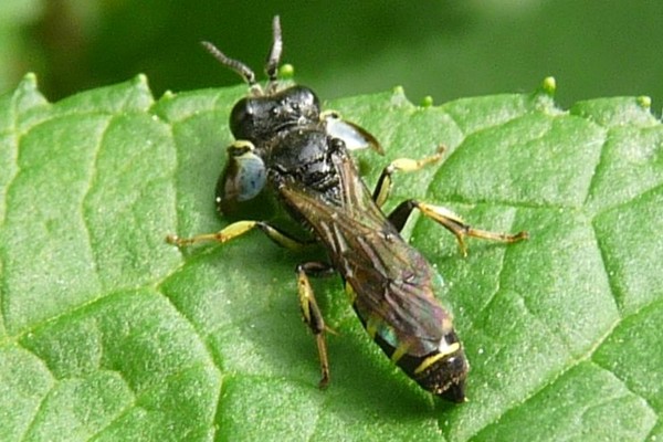 Crabro peltarius