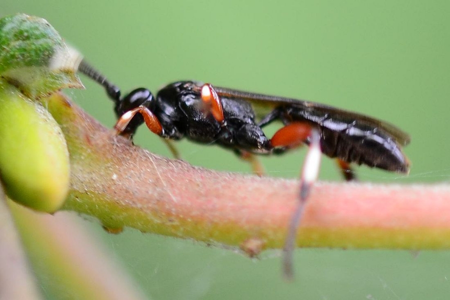 Cratichneumon flavifrons