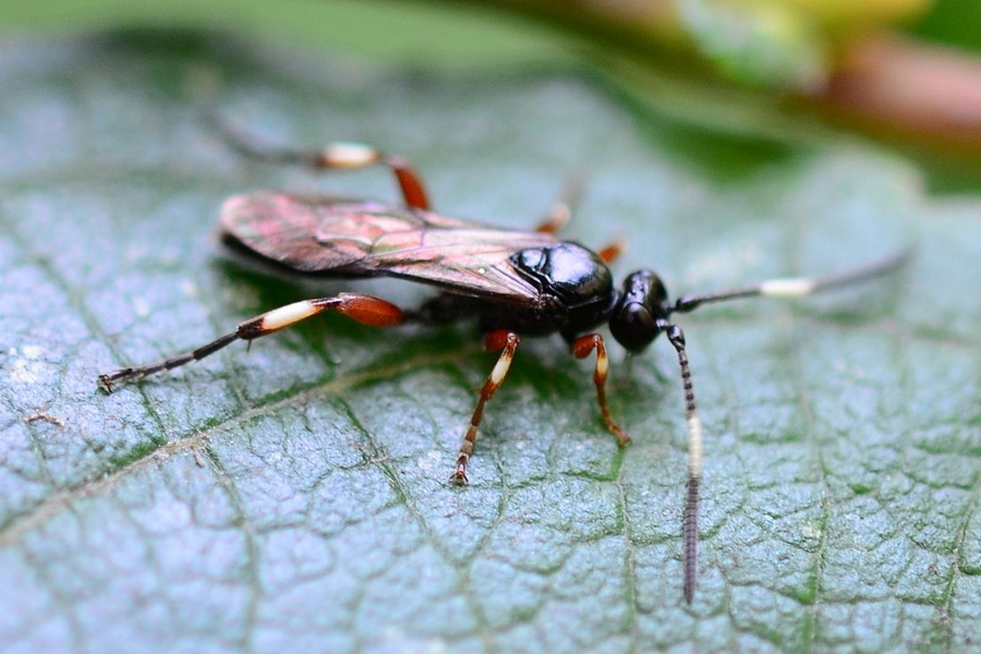 Cratichneumon flavifrons