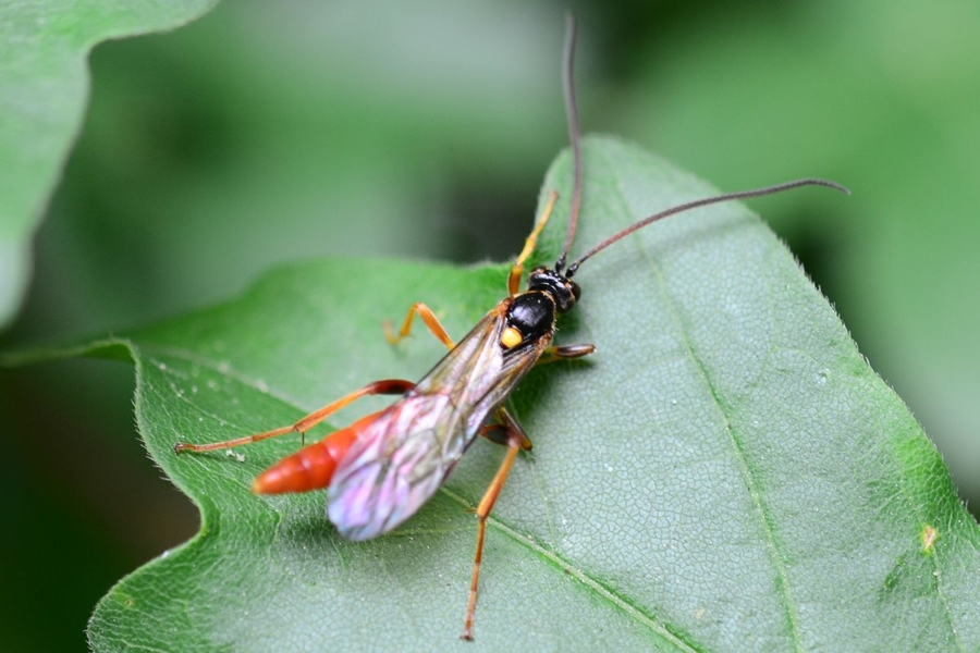 Cratichneumon luteiventris