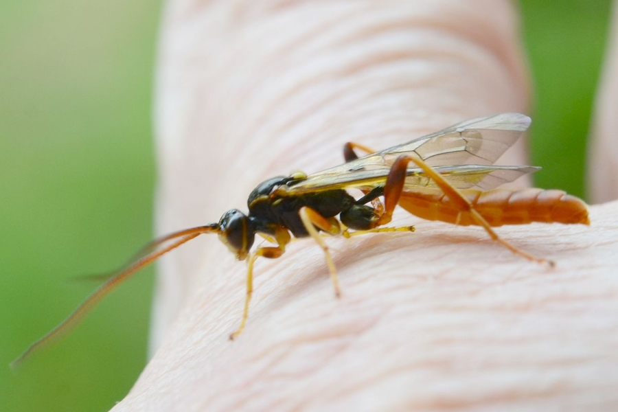 Cratichneumon luteiventris