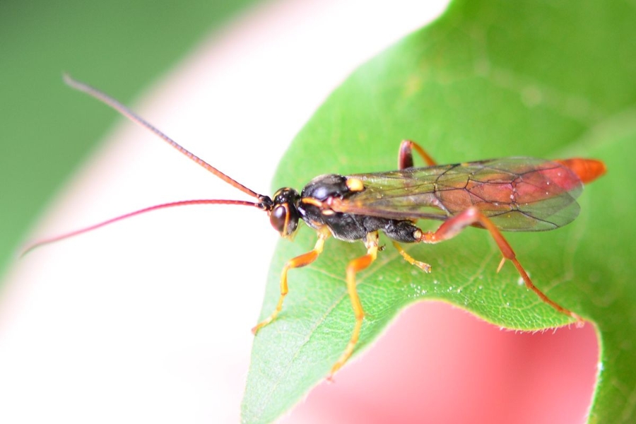 Cratichneumon luteiventris