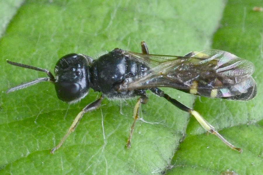 Crossocerus quadrimaculatus