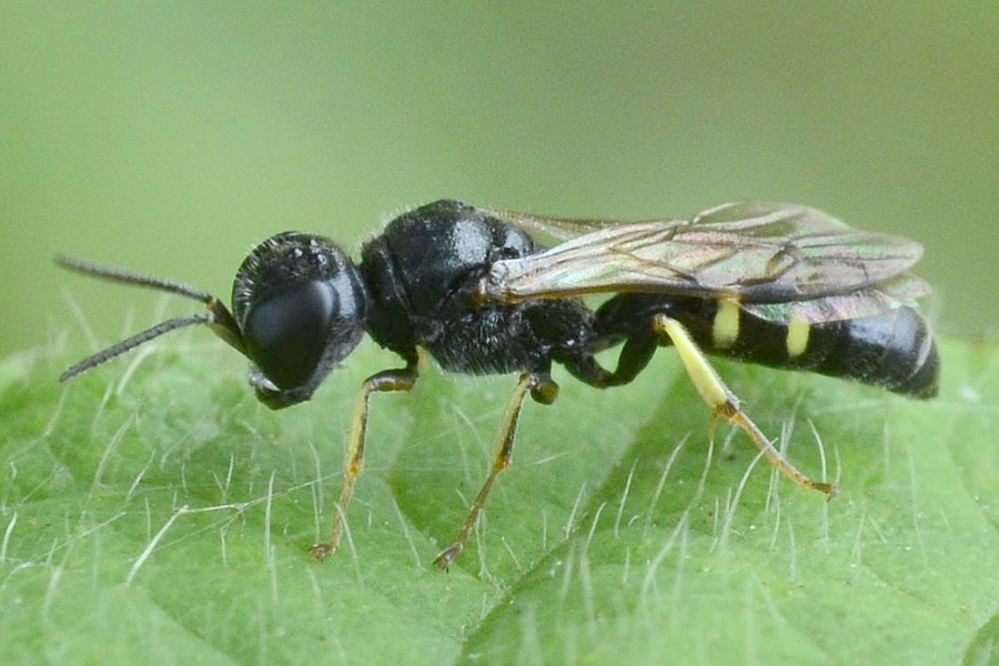 Crossocerus quadrimaculatus