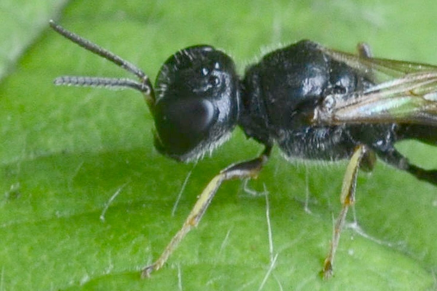 Crossocerus quadrimaculatus