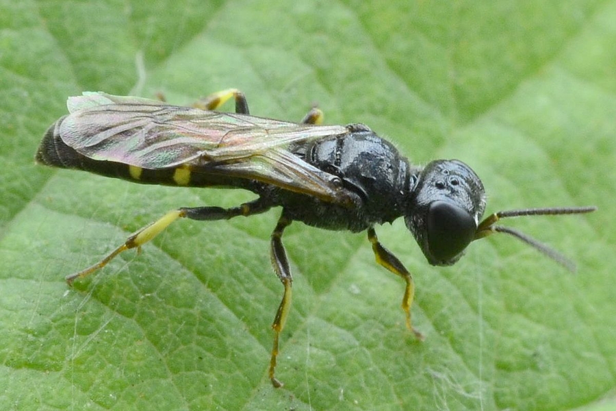 Crossocerus quadrimaculatus