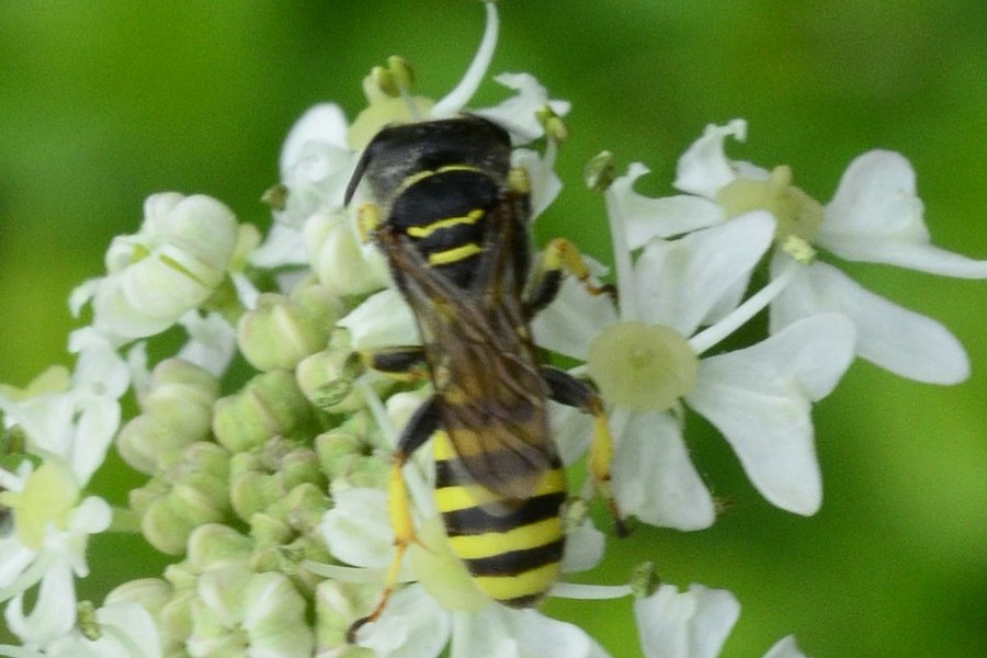 Breite Fliegen-Grabwespe