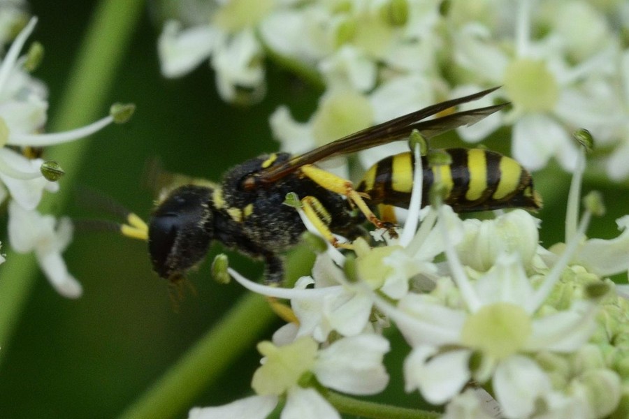 Breite Fliegen-Grabwespe