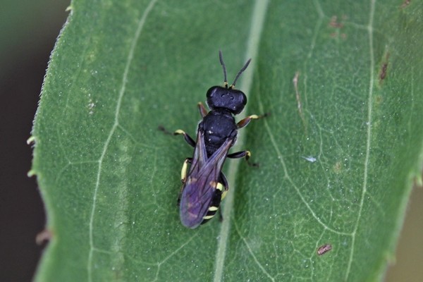 Ectemnius rubicola