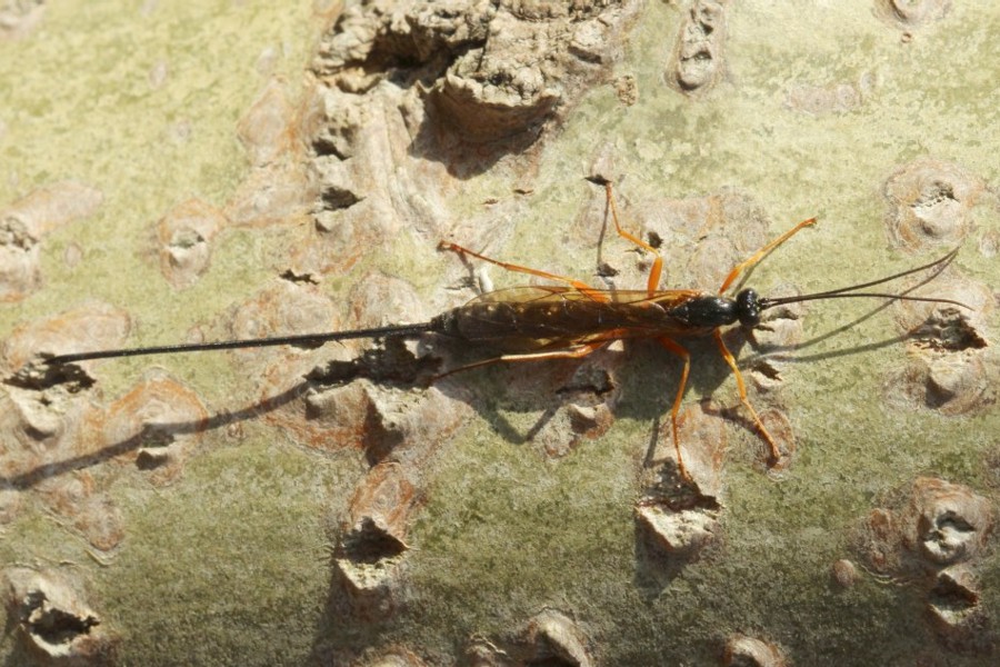 Rotbeinige Holzschlupfwespe